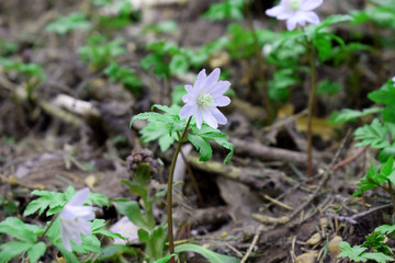 Stellaria