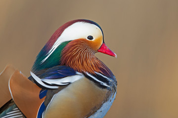 A close-up portrait of a male mandarin duck perched in a park in Berlin.