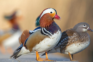 Male and female mandarin duck perched on the side of a lake at a park.