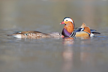 Male and female mandarin ducks flirting with each other in a pond in the park.  Photographed from a low-angle in the city of Berlin.