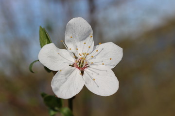 
Snow-white flowers bloomed on cherry plum in early spring