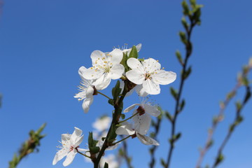 
Snow-white flowers bloomed on cherry plum in early spring