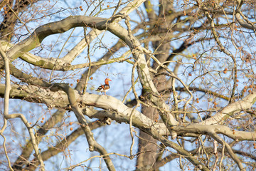 A male Mandarin duck perched high in a tree in a city park in Berlin.