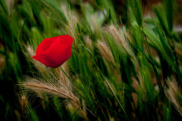 red poppy in the grass