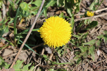 Yellow dandelion bloomed in spring
