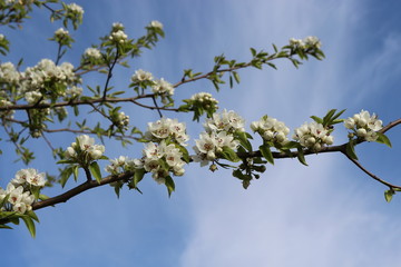 
Snow-white flowers bloomed on cherry plum in early spring