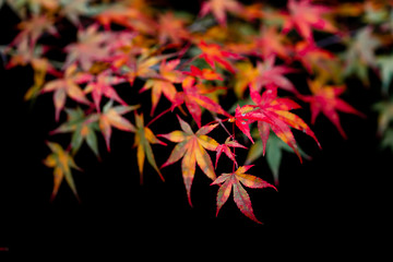 The natural texture of colorful maple leaves or Momijigari in autumn at Japan. Light sunset of the sun with dramatic yellow and orange sky. Image depth of field.