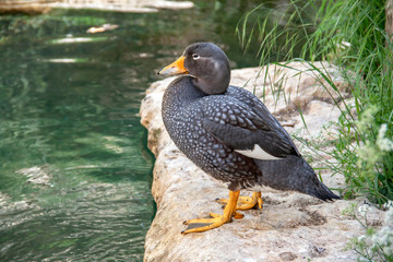 Brassemer cendré en profil © guitou60