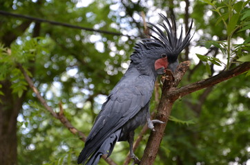 black parrot