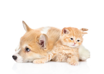 Pembroke welsh corgi puppy embraces cute tiny kitten. isolated on white background