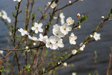 
Snow-white flowers bloomed on cherry plum in early spring