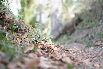 Wald