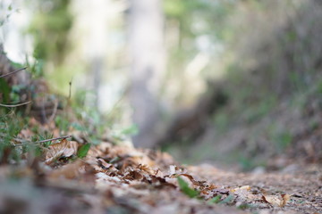 Wald