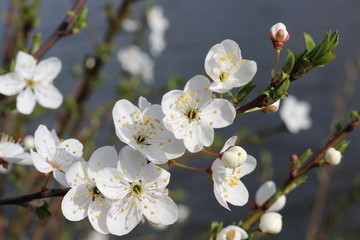 Obraz premium Snow-white flowers bloomed on cherry plum in early spring