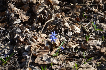 wild flowers in the forest