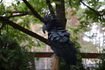 black parrot