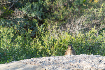 Rock dassie taken on Boulder's Beach, western cape