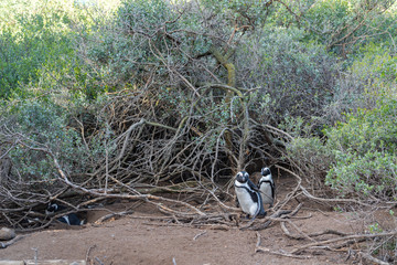 A couple of African Penguin walking true bushes at the Penguin colony at Boulders Beach, Capetown, South Africa
