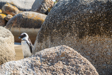 Penguin stay on a rock after swimming at the Penguin colony at Boulders Beach,  Simonstown, Cape of good hope