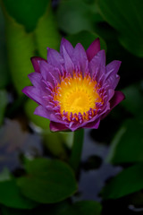 pink lotus flower
