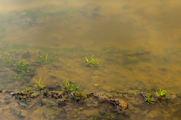 Green grass and islets flooded by water. Close up. Late autumn in Europe.