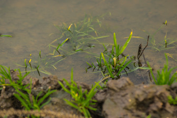 Green grass and islets flooded by water. Close up. Late autumn in Europe.