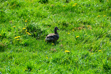 Canards