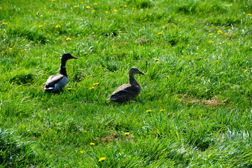 Canards