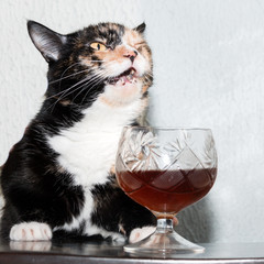 funny tricolor cat sits with open mouth near a glass of whiskey.