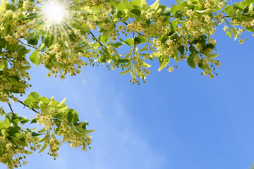 Frühling 521