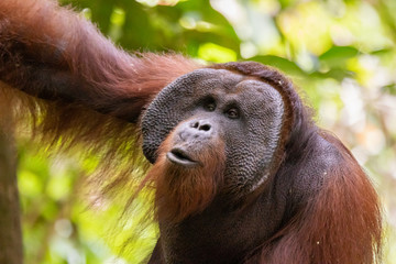 Orangutan (Hominidae) male