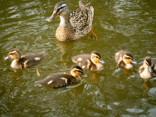 Family of Mallard ducklings on water with their mum. Very small and cute brown ducks. Feathers, brown, swimming. 