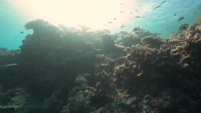 Swimming along a colorful coral reef in teh afternoon sun in tropical ocean 