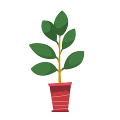 Pot with a house plant. Ficus tree in cartoon style.