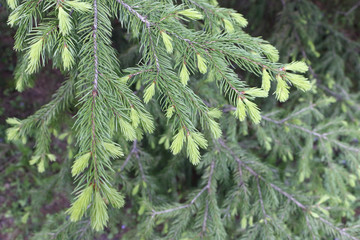 Tree branches spruce in summer forest