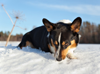 Welsh Corgi Cardigan on a sunny snowy field in nature in winter