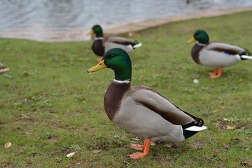 Duck in the park.
