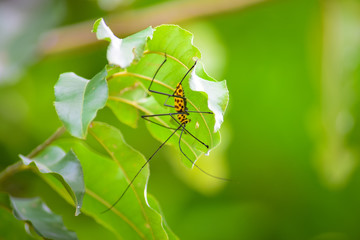 Long-horned Beetle on leaf