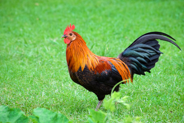bantam Chicken
