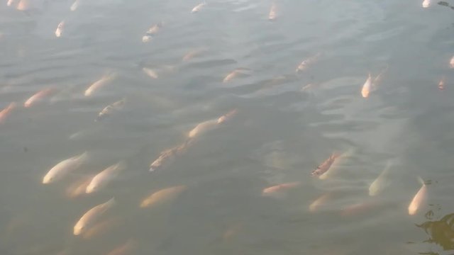 group of tilapia fish on the pond