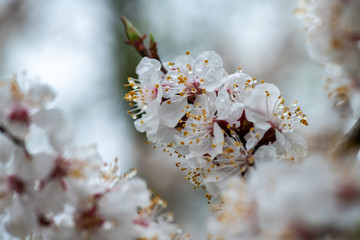 Nice white apricot spring flowers branch on blue sky background