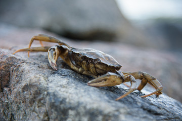 Black Sea crab sitting on a wet rock