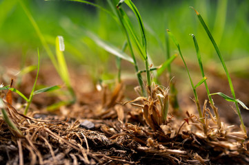 green grass in the morning