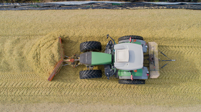 Maisernte, Mais Silage Haufen mit Traktor festfahren