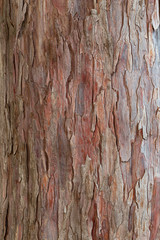 Natural yew tree bark abstract background. taxus baccata, close up on reddish real bark, natural...