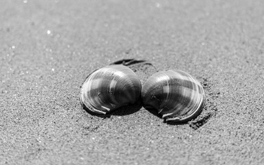 seashell on the beach