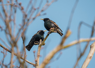 starling on the tree