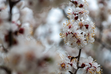 Nice white apricot spring flowers branch on blue sky background