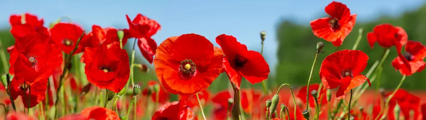 Fototapete Rund Mohnblumen Rote Mohnblumen in einem Feld. Mohnwiese  © Nitr