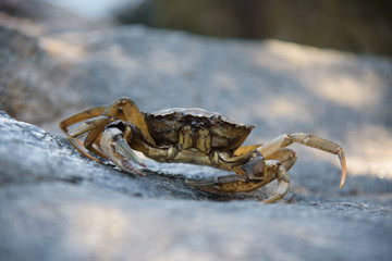 Crab sitting on wet rock